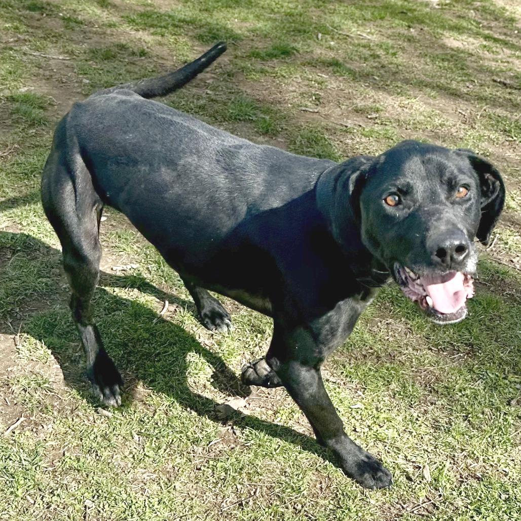Enlarge Fang, a Adoptable mixed breed in Warrensburg, MO image 6/6