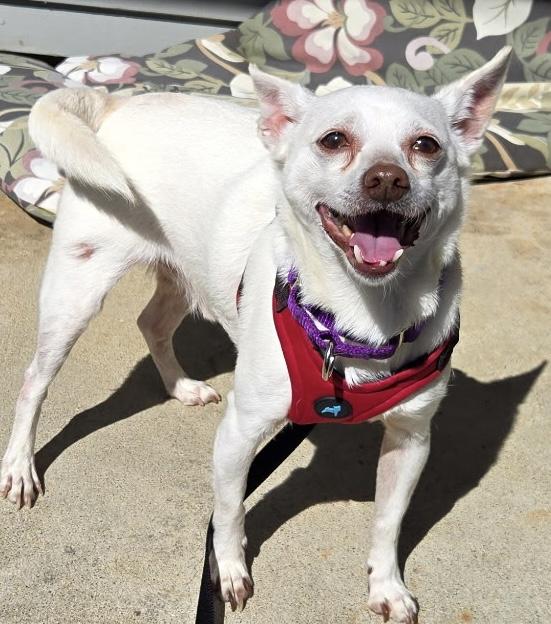 Lucky Lou, Adoptable, Senior Male Chihuahua.