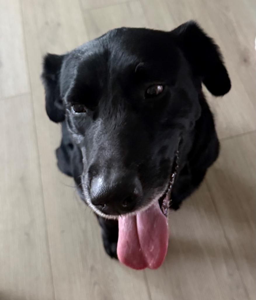 BUDDY, Adoptable, Senior Male Labrador Retriever.