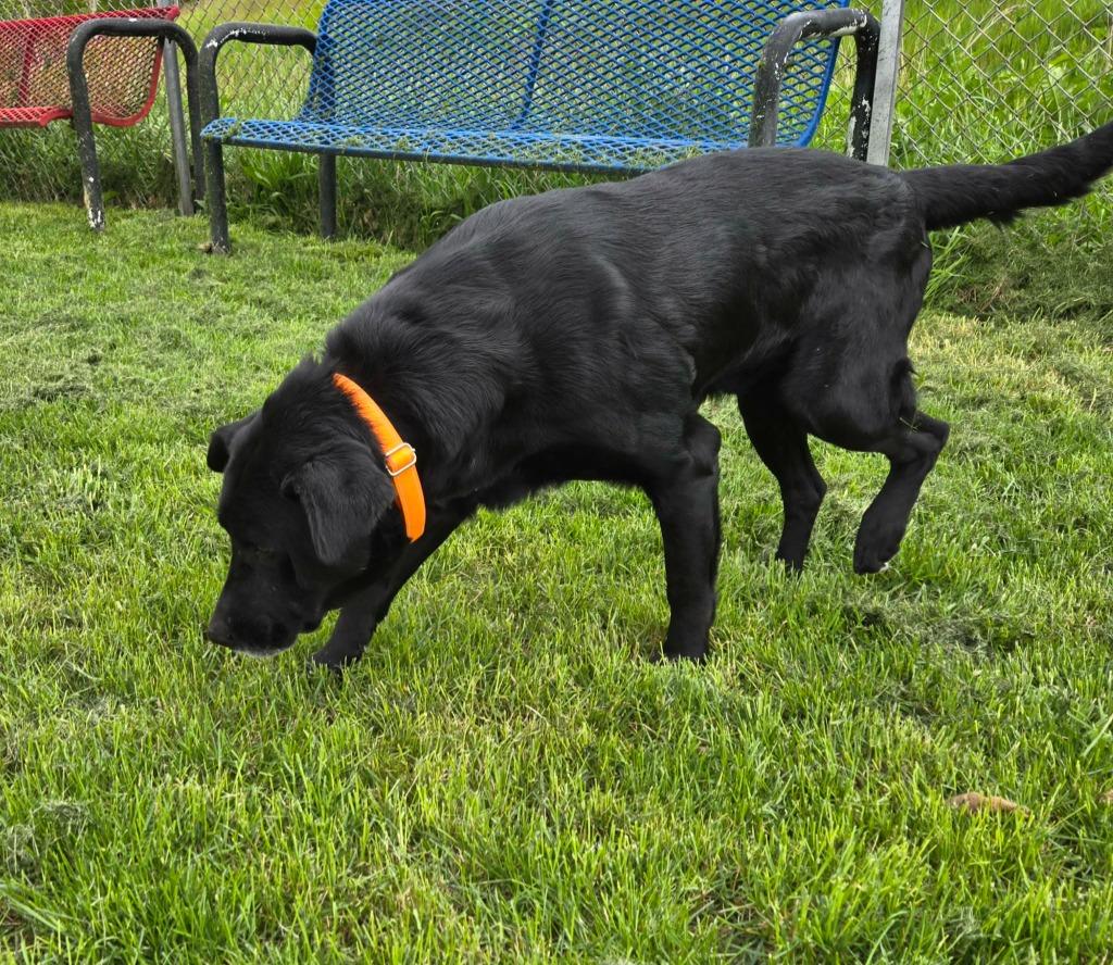Enlarge BUDDY, a Adoptable Labrador Retriever in Moberly, MO image 2/3
