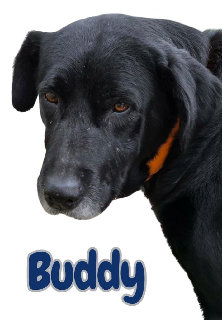 Enlarge BUDDY, a Adoptable Labrador Retriever in Moberly, MO image 3/3