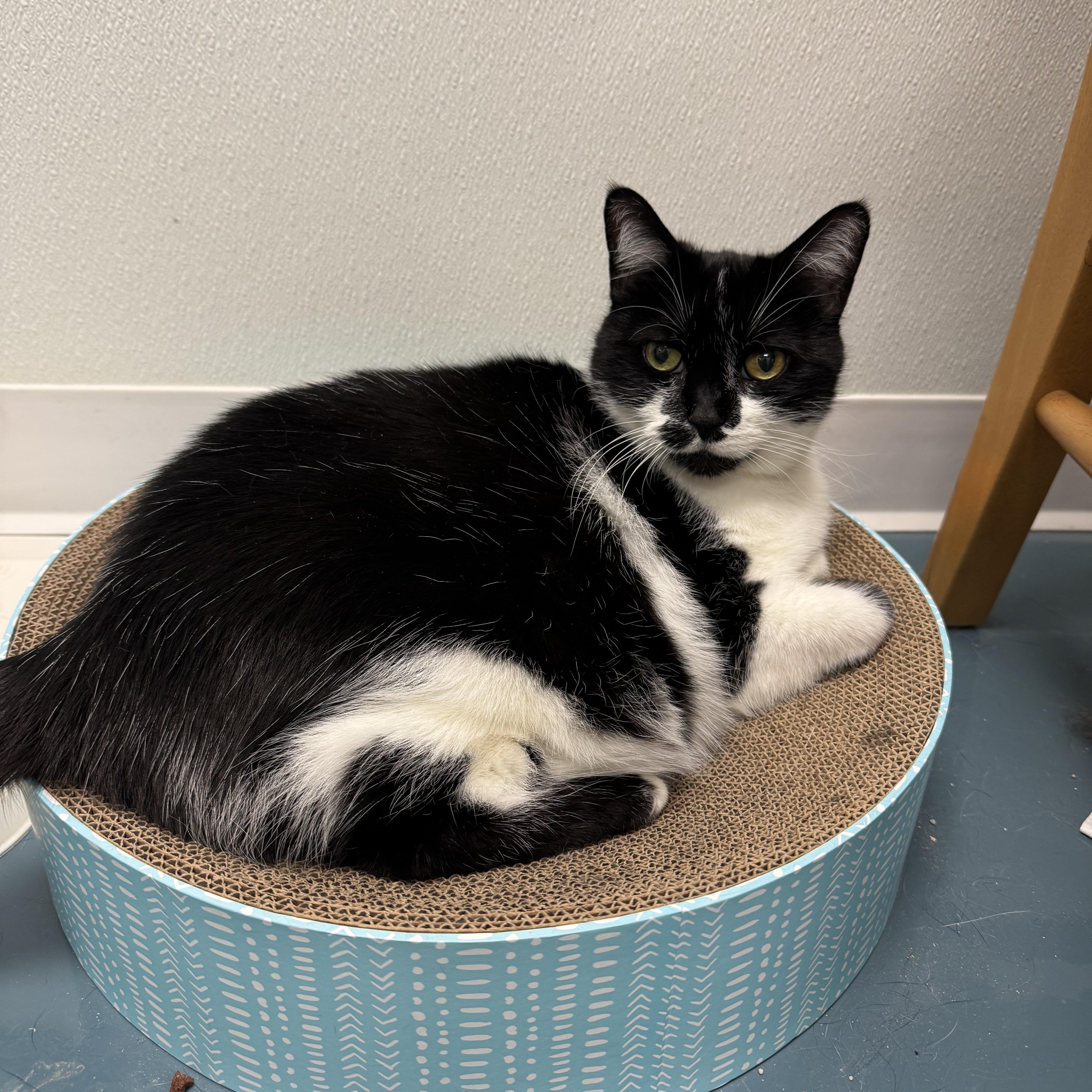 Wendy, Senior Female Domestic Short Hair