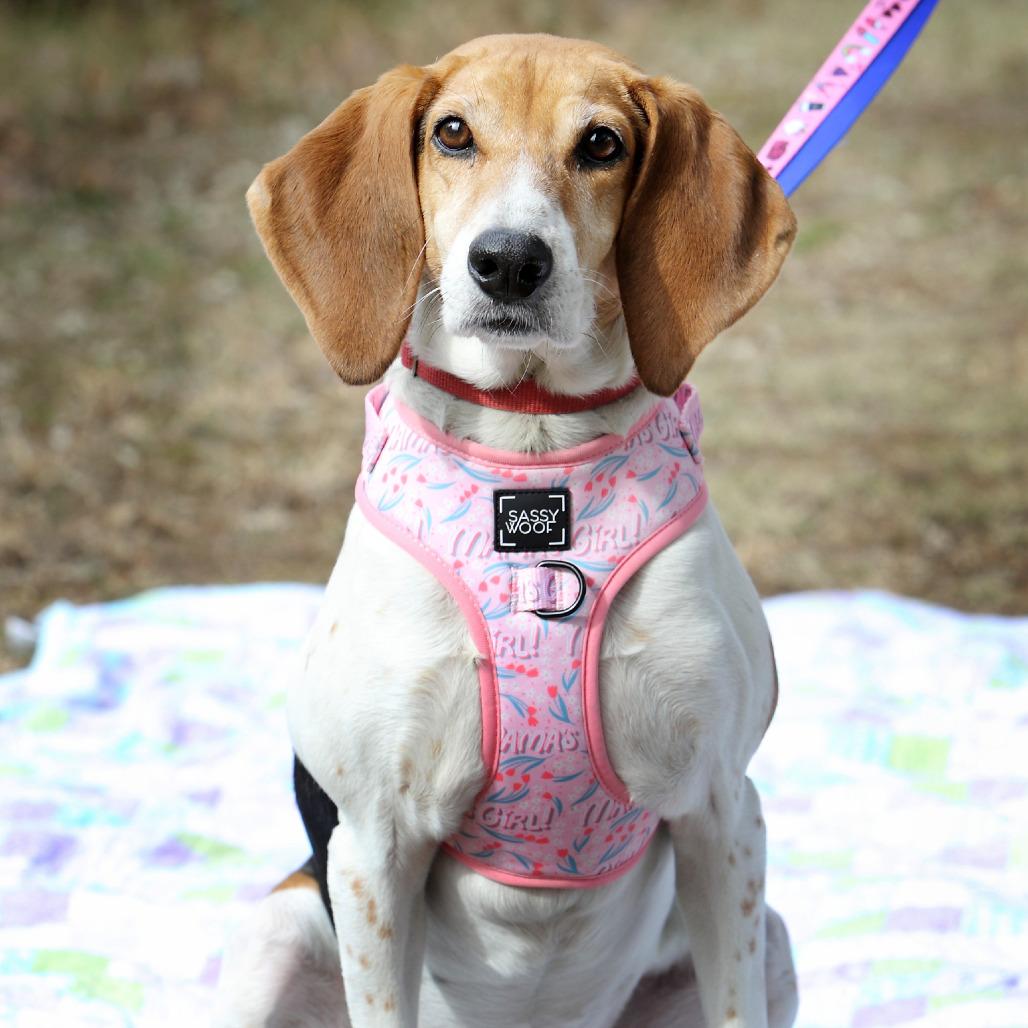 Lilly Lou — thumbnail 2