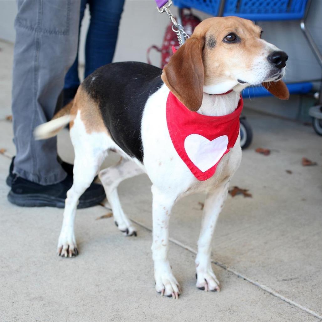 Lilly Lou — thumbnail 3