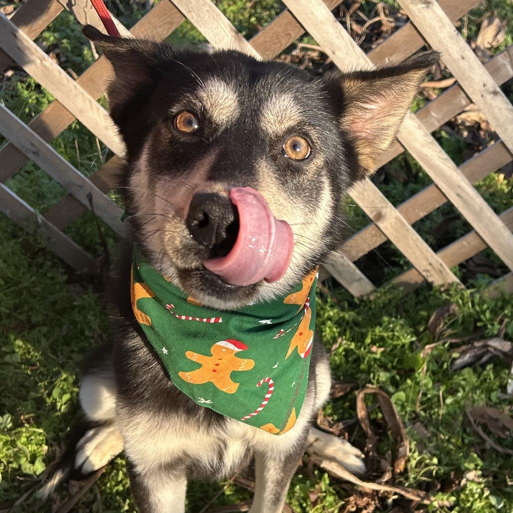 Enlarge August, a Adoptable mixed breed in West Point, MS image 1/6