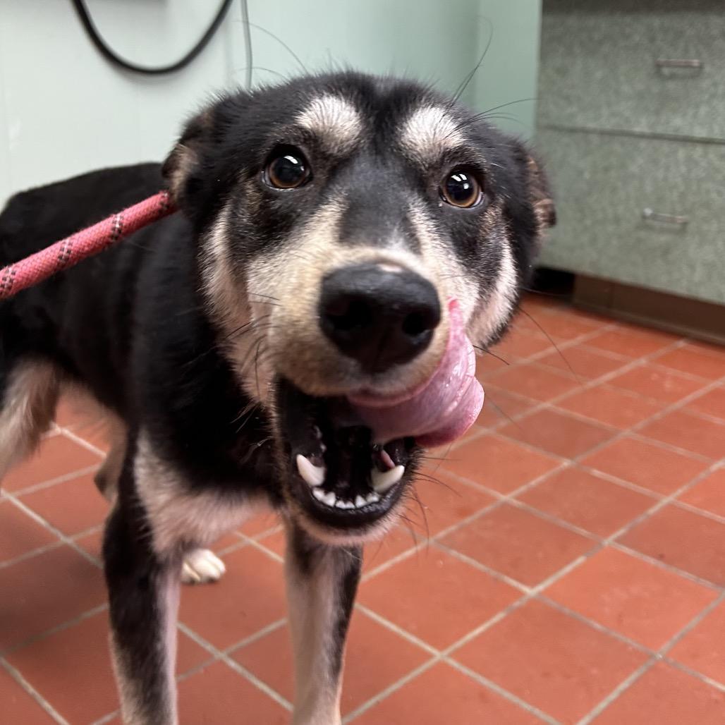 Enlarge August, a Adoptable mixed breed in West Point, MS image 3/6