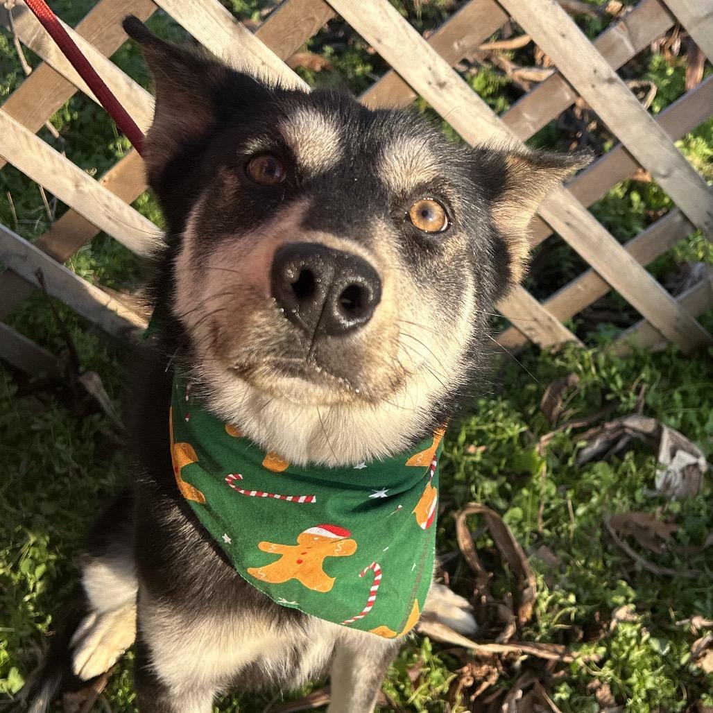 Enlarge August, a Adoptable mixed breed in West Point, MS image 4/6