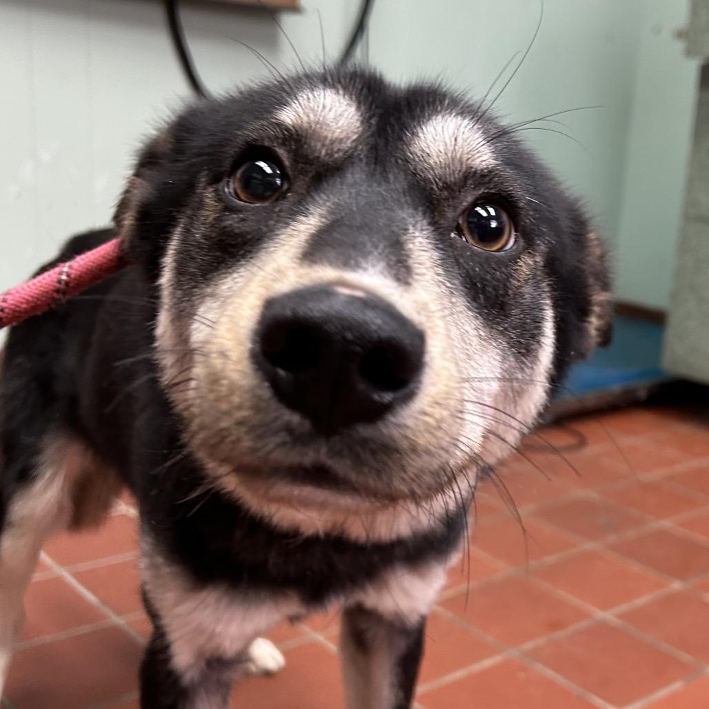 Enlarge August, a Adoptable mixed breed in West Point, MS image 5/6