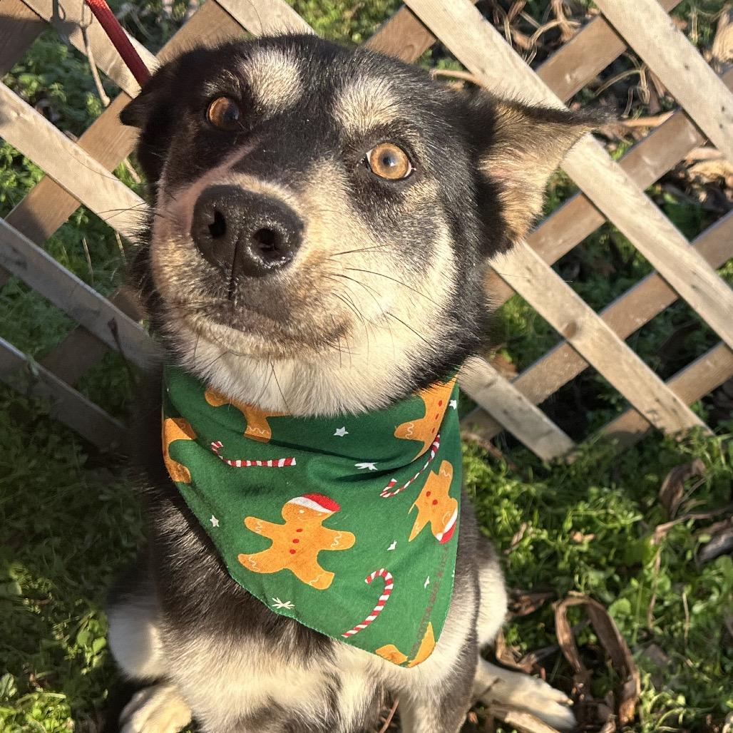 Enlarge August, a Adoptable mixed breed in West Point, MS image 6/6