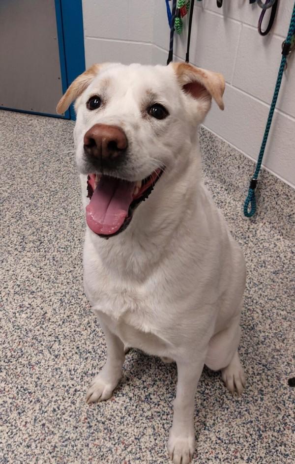 Enlarge Lucky, a Adoptable mixed breed in Golden, CO image 1/1