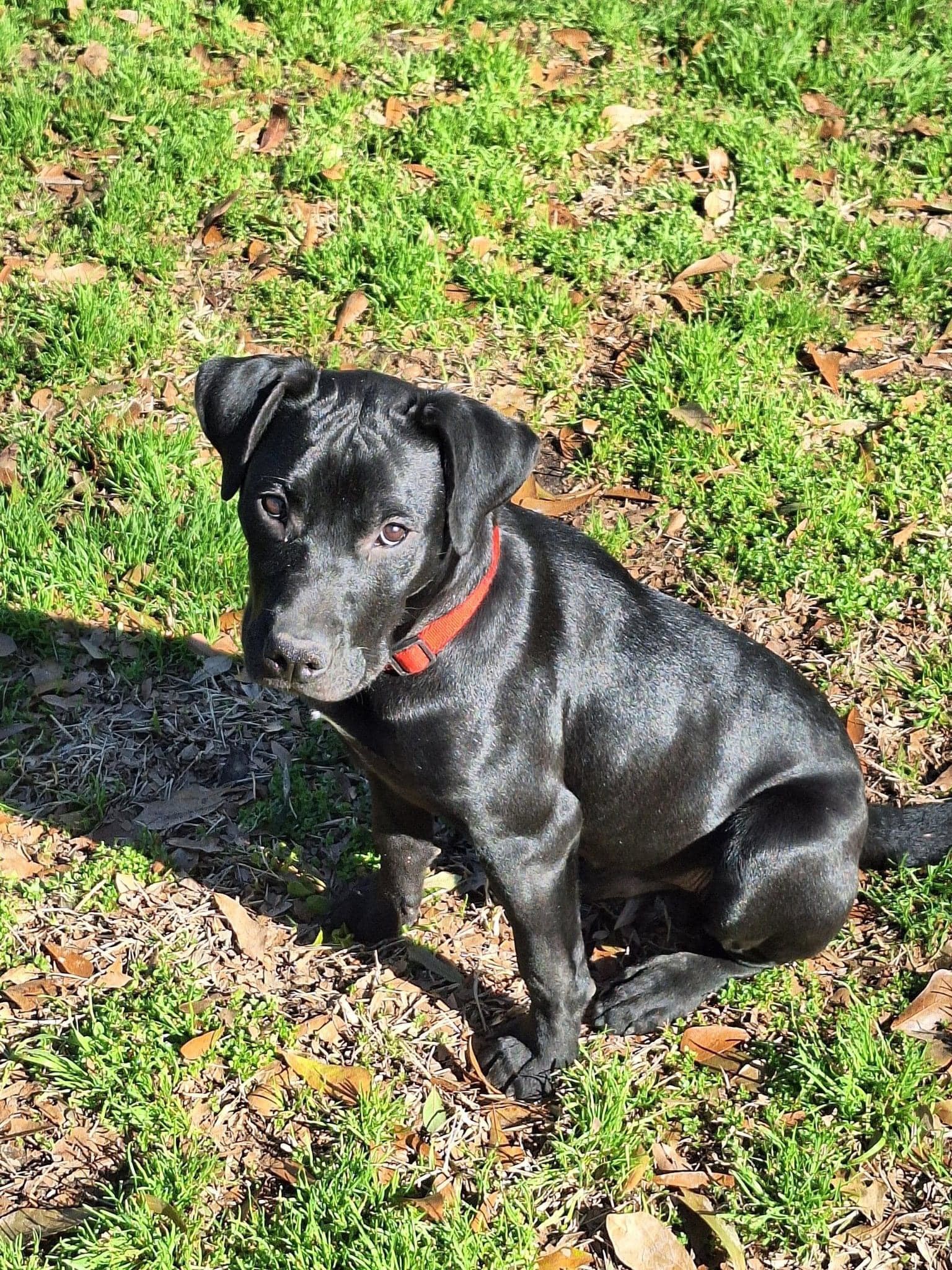 Dog for adoption Twizzler, a Black Labrador Retriever in Tyler, TX