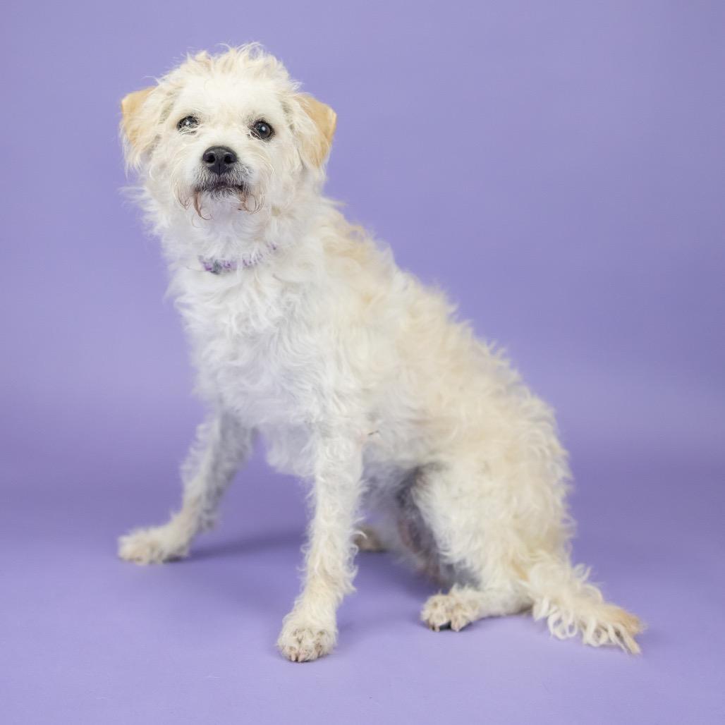 Enlarge Storm, a Adoptable Poodle in Portland, OR image 1/1
