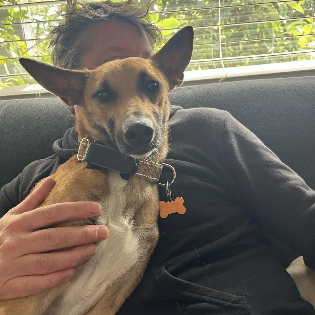 Enlarge Cookie, a Adoptable Mixed Breed in Bend, OR image 1/6