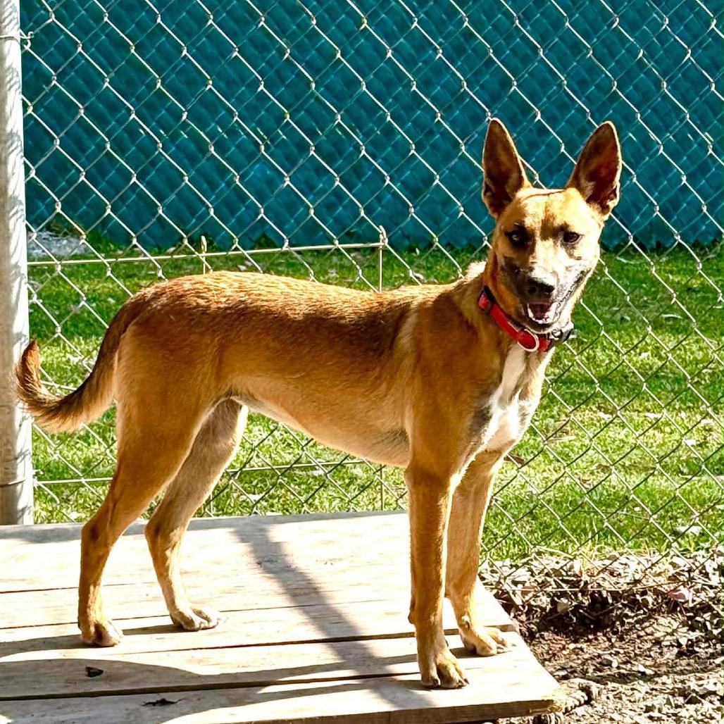 Enlarge Cookie, a Adoptable Mixed Breed in Bend, OR image 1/6