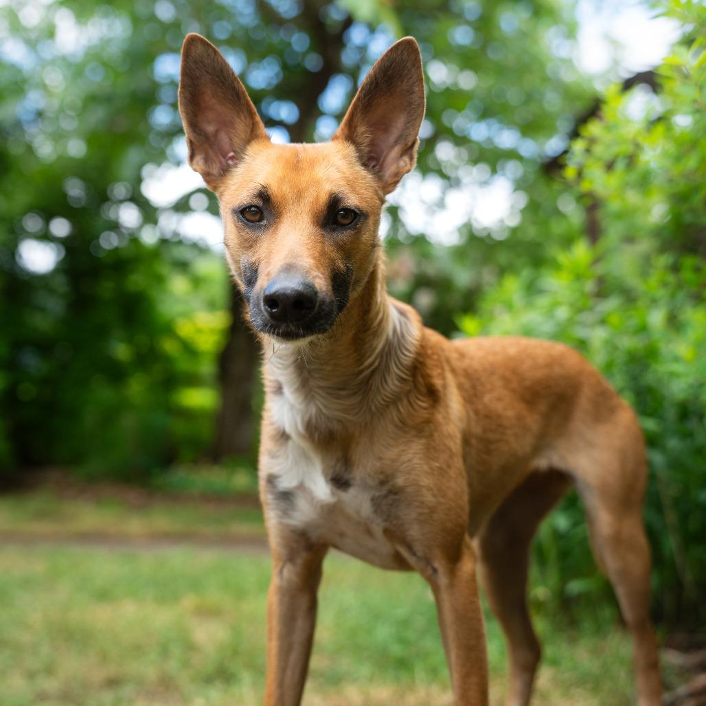 Enlarge Cookie, a Adoptable Mixed Breed in Bend, OR image 4/6