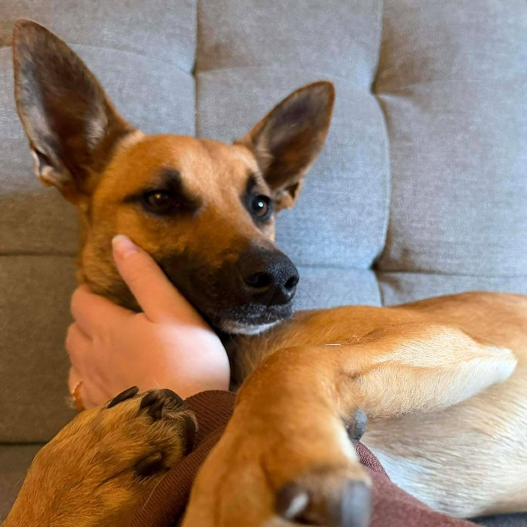 Enlarge Cookie, a Adoptable Mixed Breed in Bend, OR image 4/6
