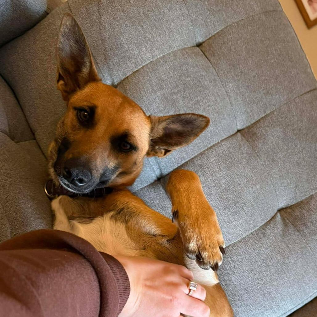 Enlarge Cookie, a Adoptable Mixed Breed in Bend, OR image 5/6