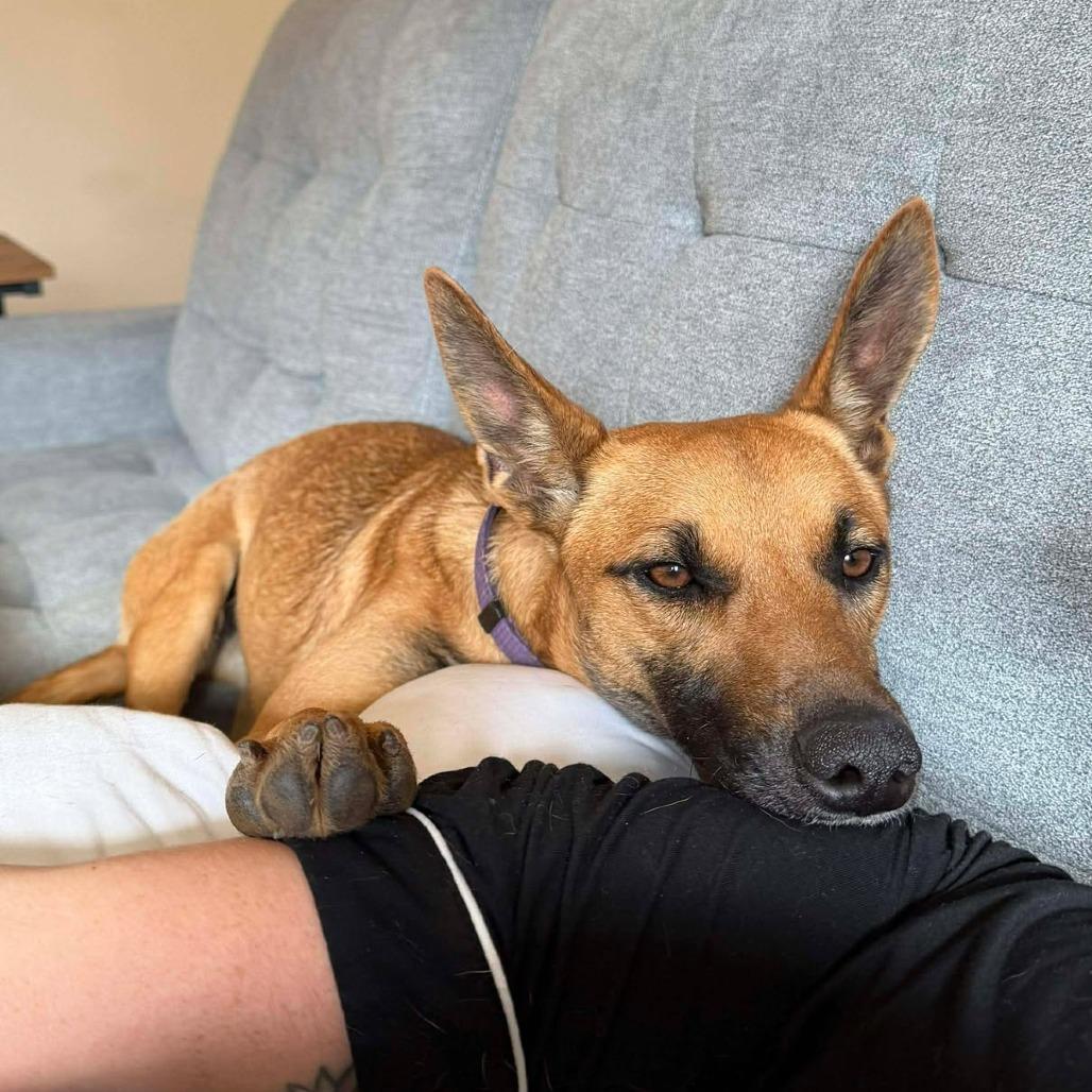 Enlarge Cookie, a Adoptable Mixed Breed in Bend, OR image 6/6