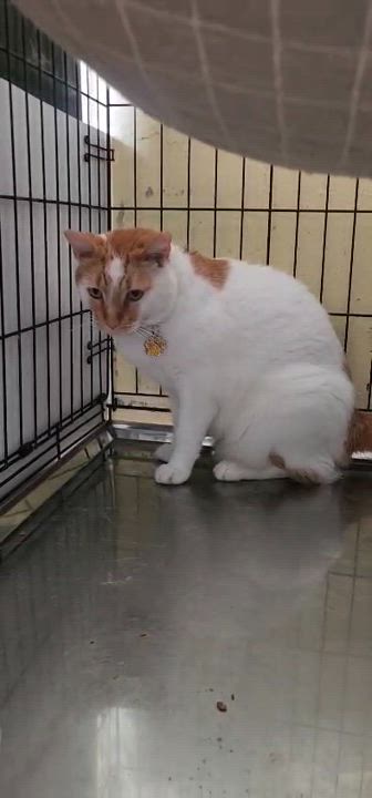 Enlarge Praline, a Adoptable Domestic Short Hair in San Juan, PR video 6/6
