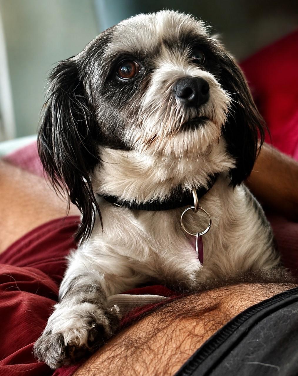 Chrissy, a ADOPTABLE mixed breed in El Segundo, CA image 6/6