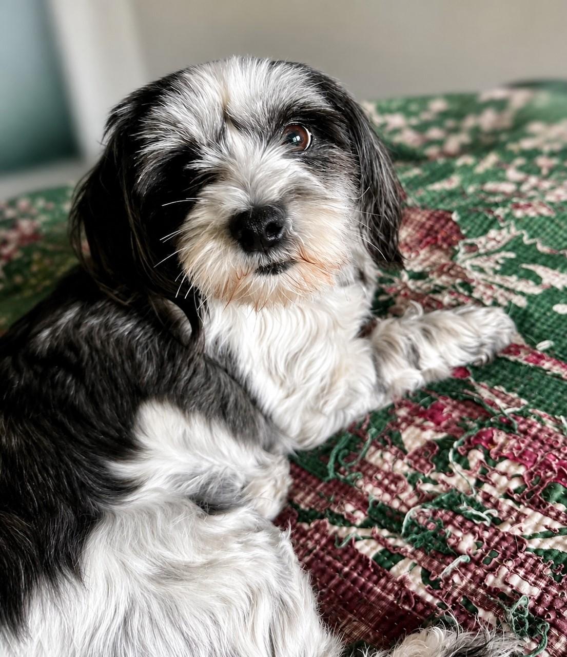 Enlarge Chrissy, a ADOPTABLE mixed breed in El Segundo, CA image 4/6