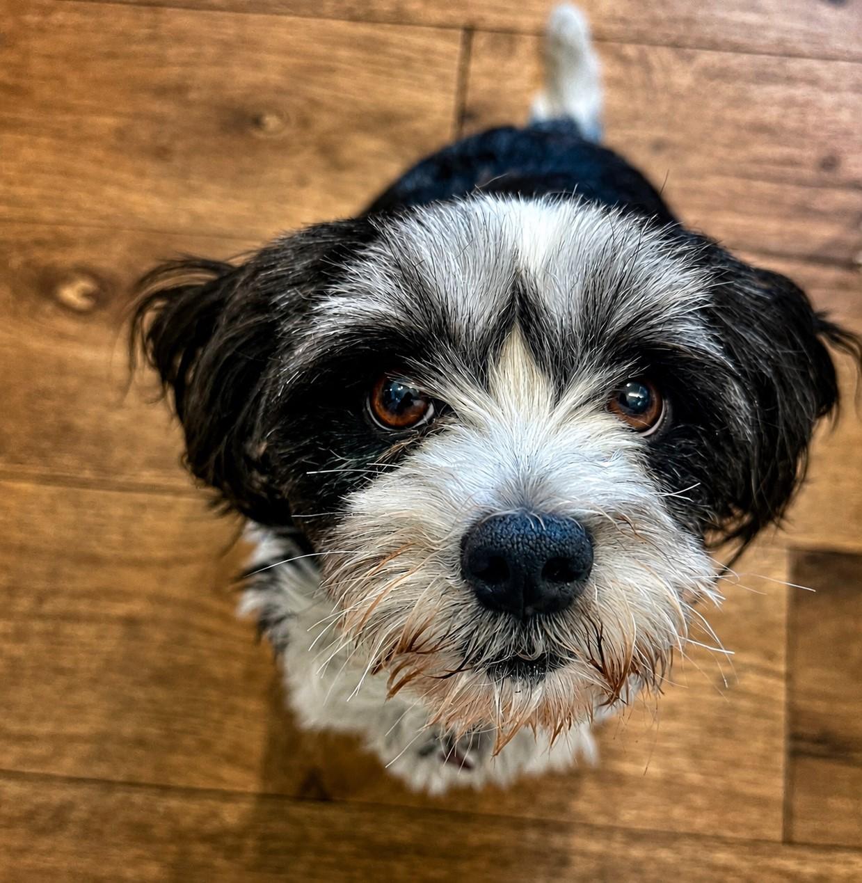 Enlarge Chrissy, a ADOPTABLE mixed breed in El Segundo, CA image 2/6