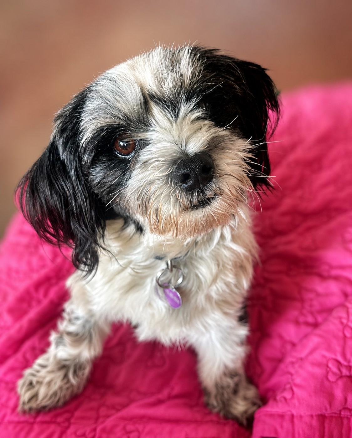 Chrissy, a ADOPTABLE mixed breed in El Segundo, CA image 5/6