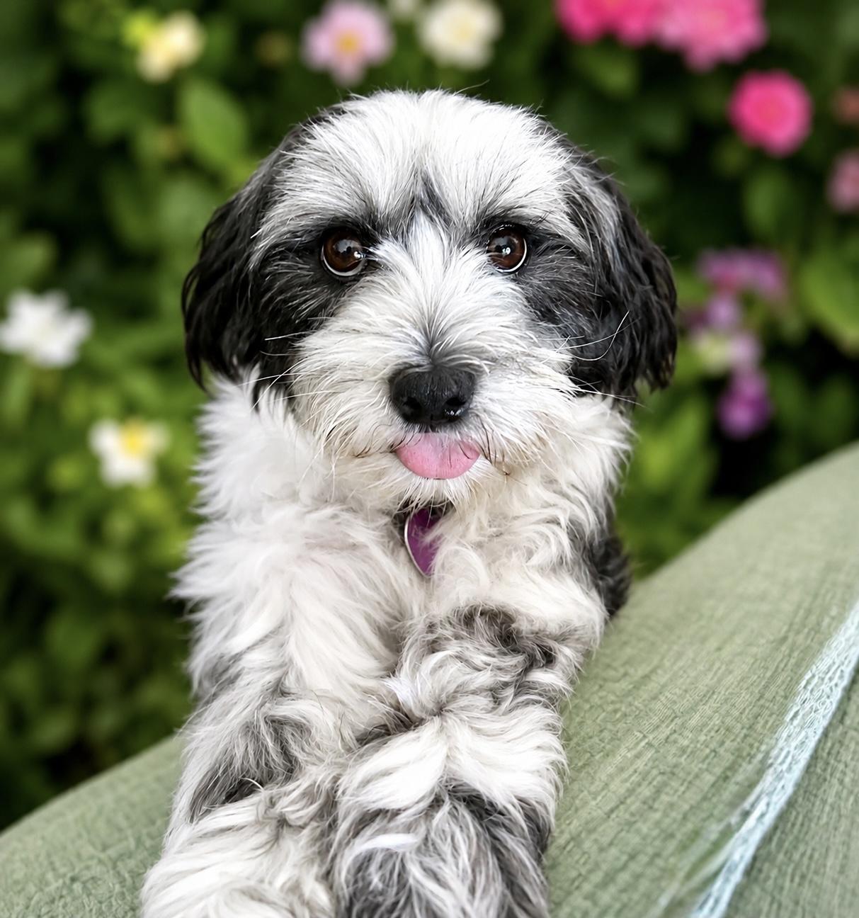 Chrissy, ADOPTABLE, Young Female Havanese & Shih Tzu.
