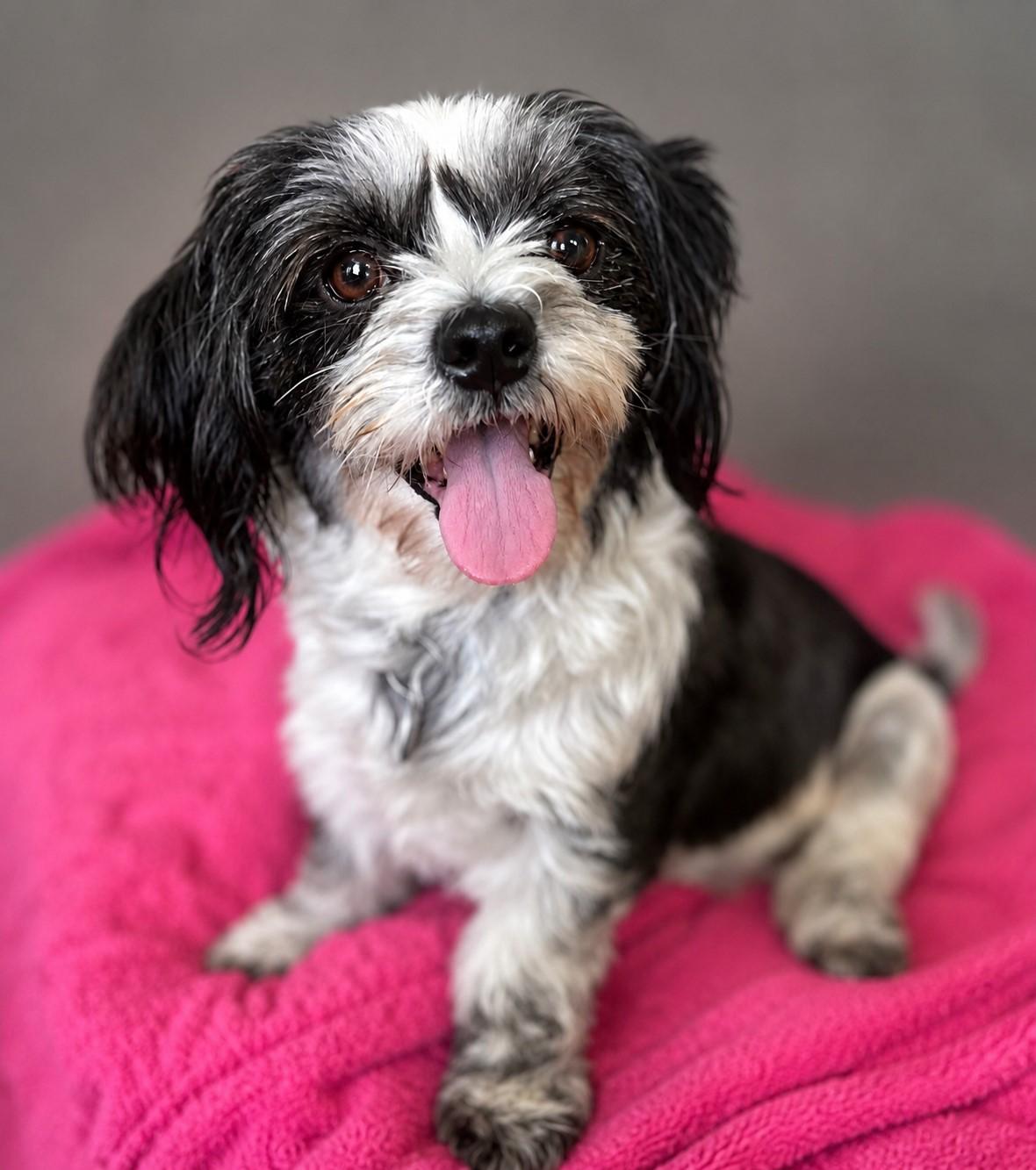Enlarge Chrissy, a ADOPTABLE mixed breed in El Segundo, CA image 3/6