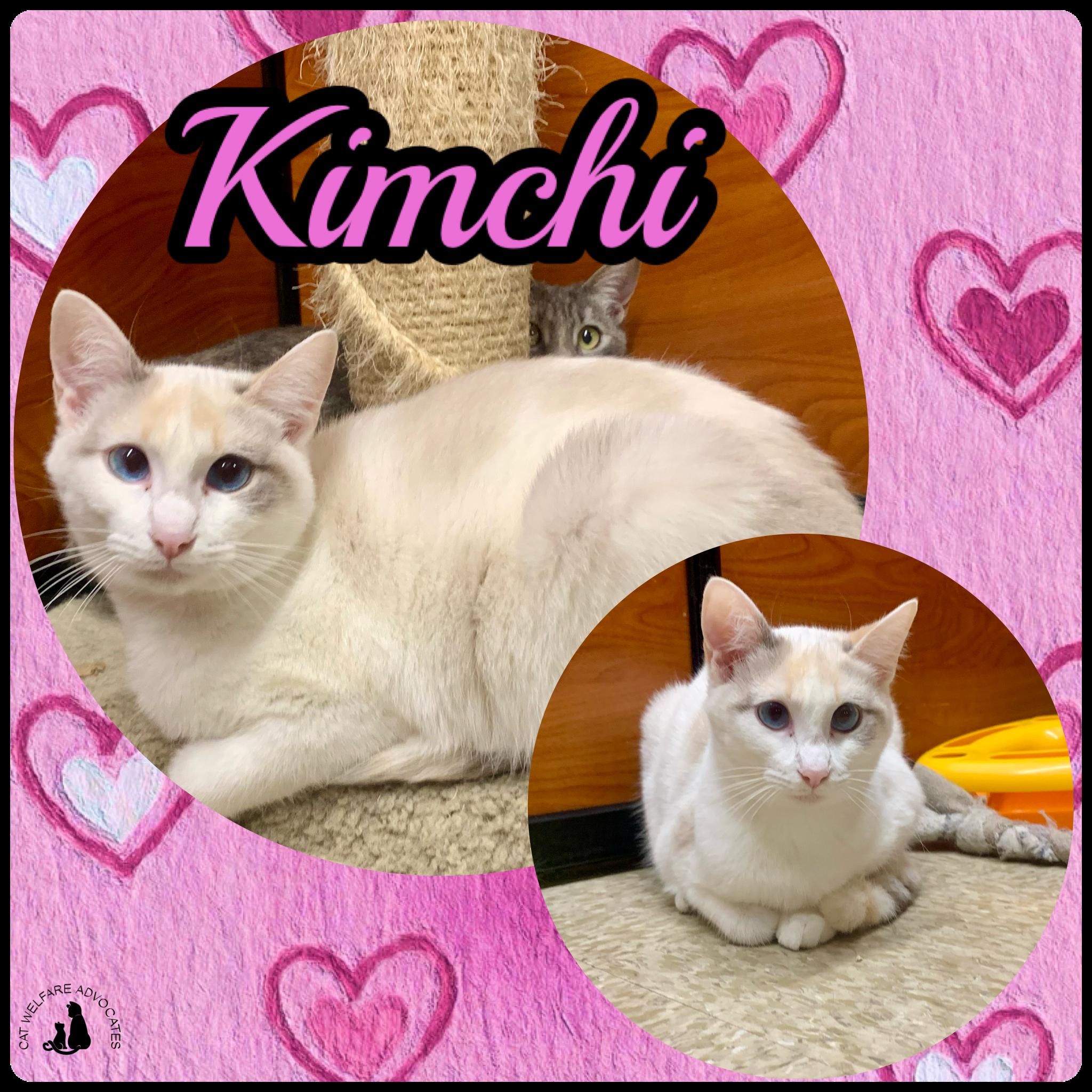 Enlarge Kimchi, an adopted mixed breed in San Jose, CA image 1/3