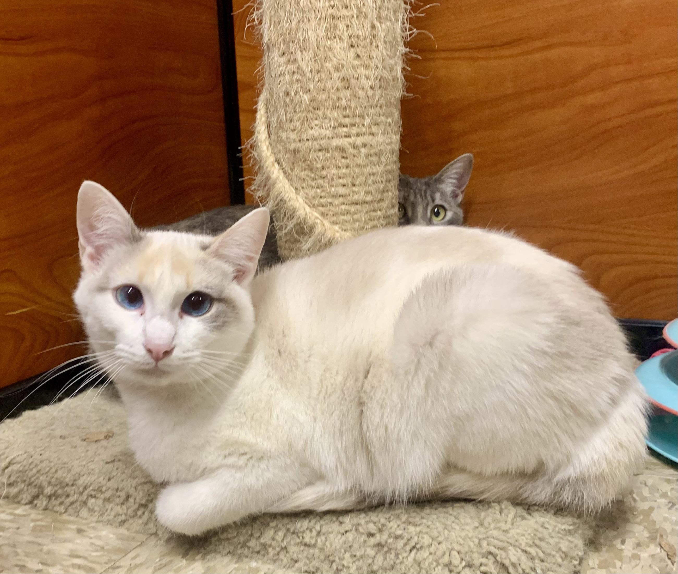 Enlarge Kimchi, an adopted mixed breed in San Jose, CA image 2/3