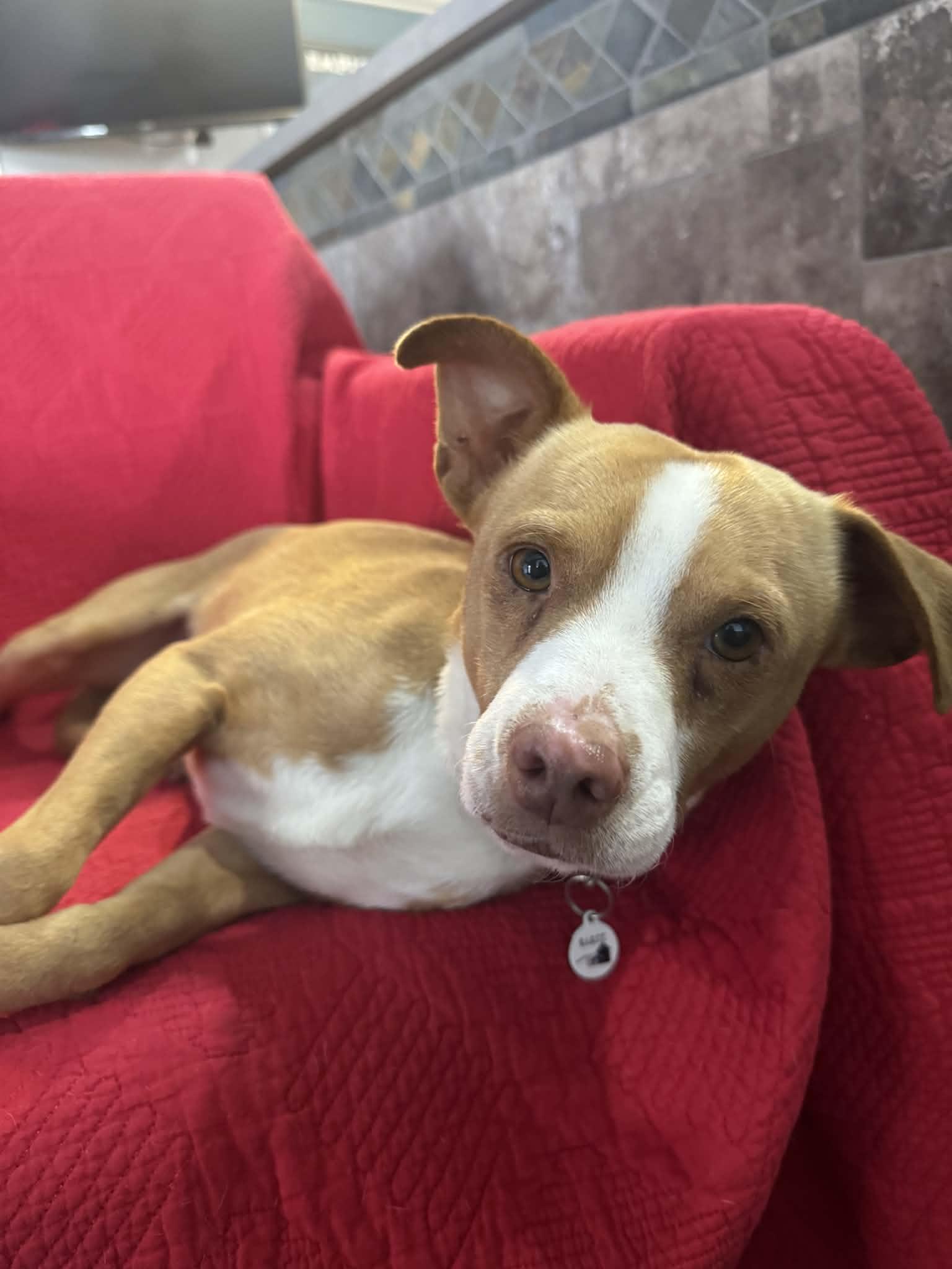 Enlarge Merv, an adopted mixed breed in Phoenix, AZ image 3/5