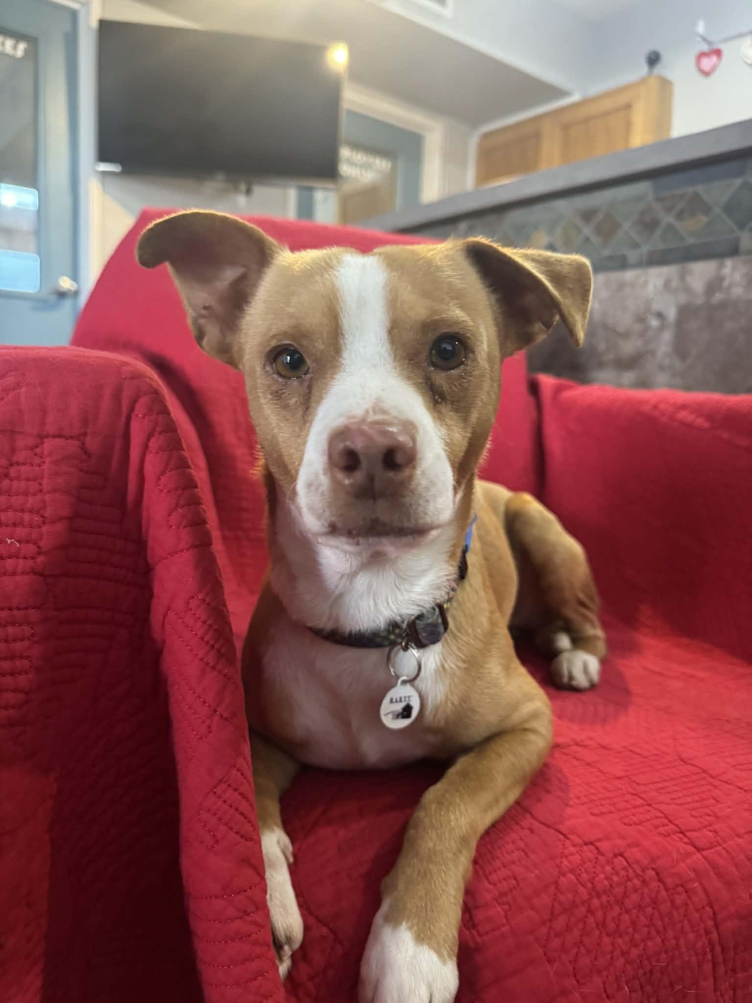 Enlarge Merv, an adopted mixed breed in Phoenix, AZ image 5/5