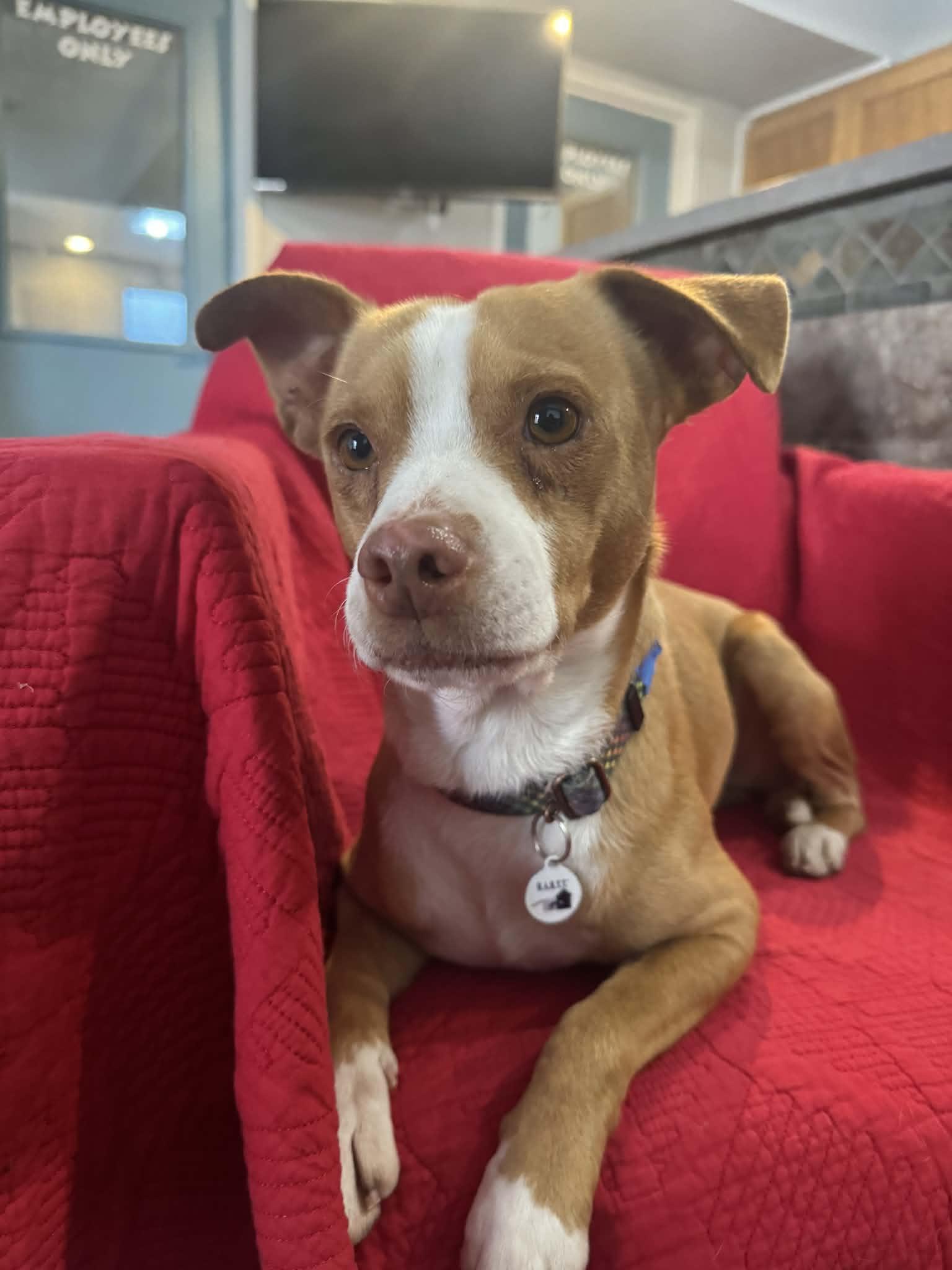 Enlarge Merv, an adopted mixed breed in Phoenix, AZ image 1/5