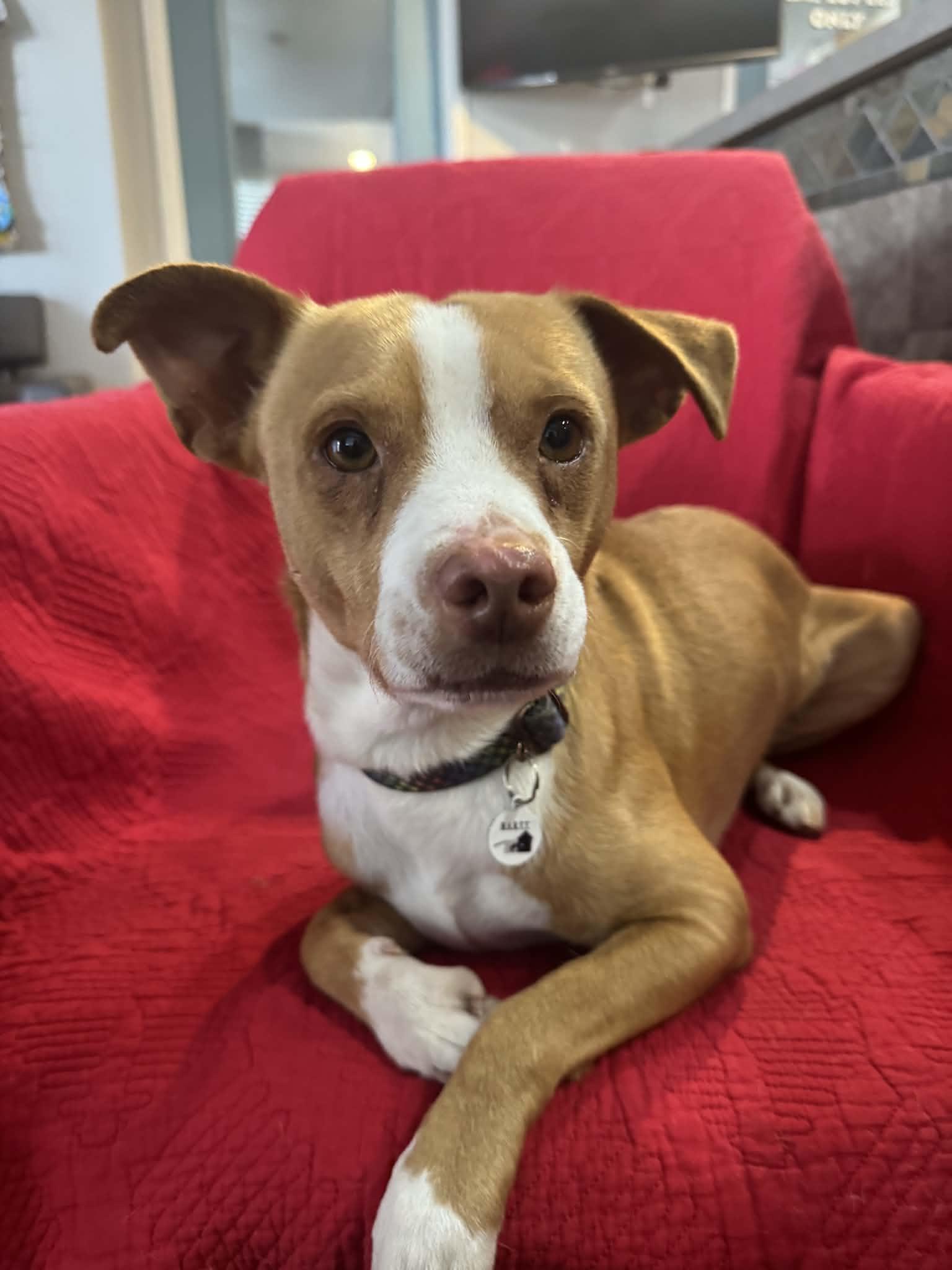 Enlarge Merv, an adopted mixed breed in Phoenix, AZ image 4/5