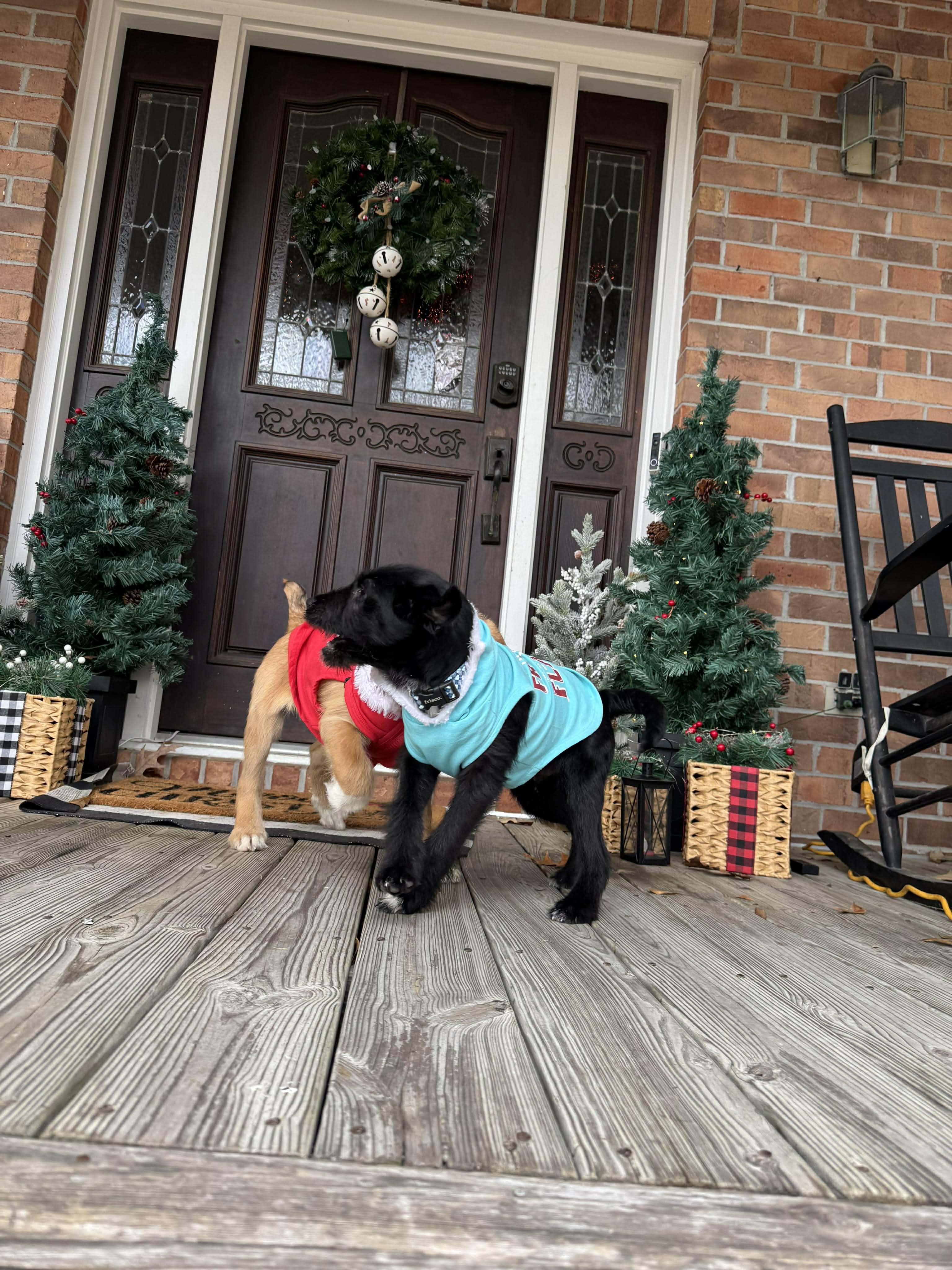 Rudy, a ADOPTABLE Wirehaired Terrier in Wando, SC image 1/3