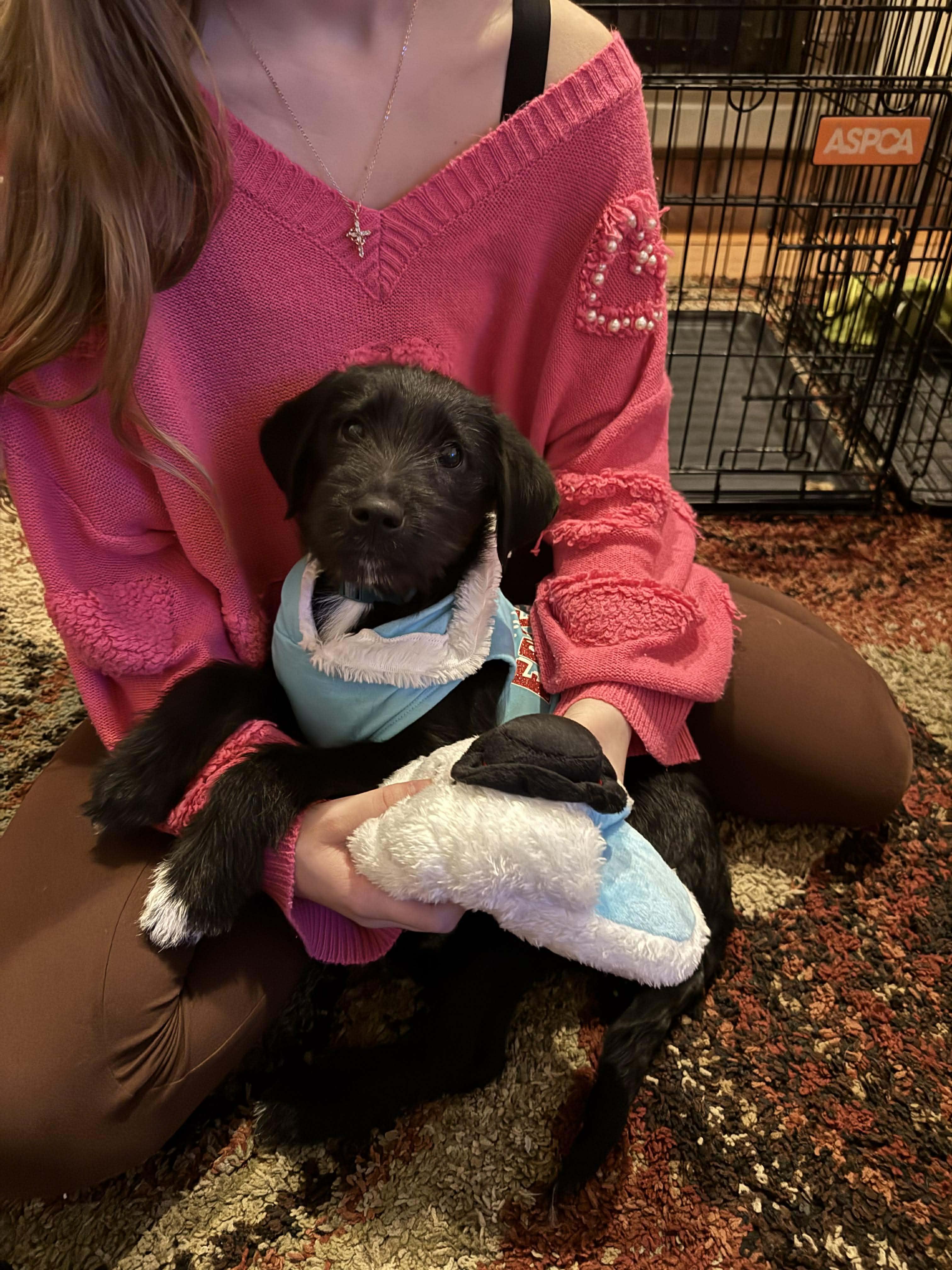 Rudy, a ADOPTABLE Wirehaired Terrier in Wando, SC image 2/3