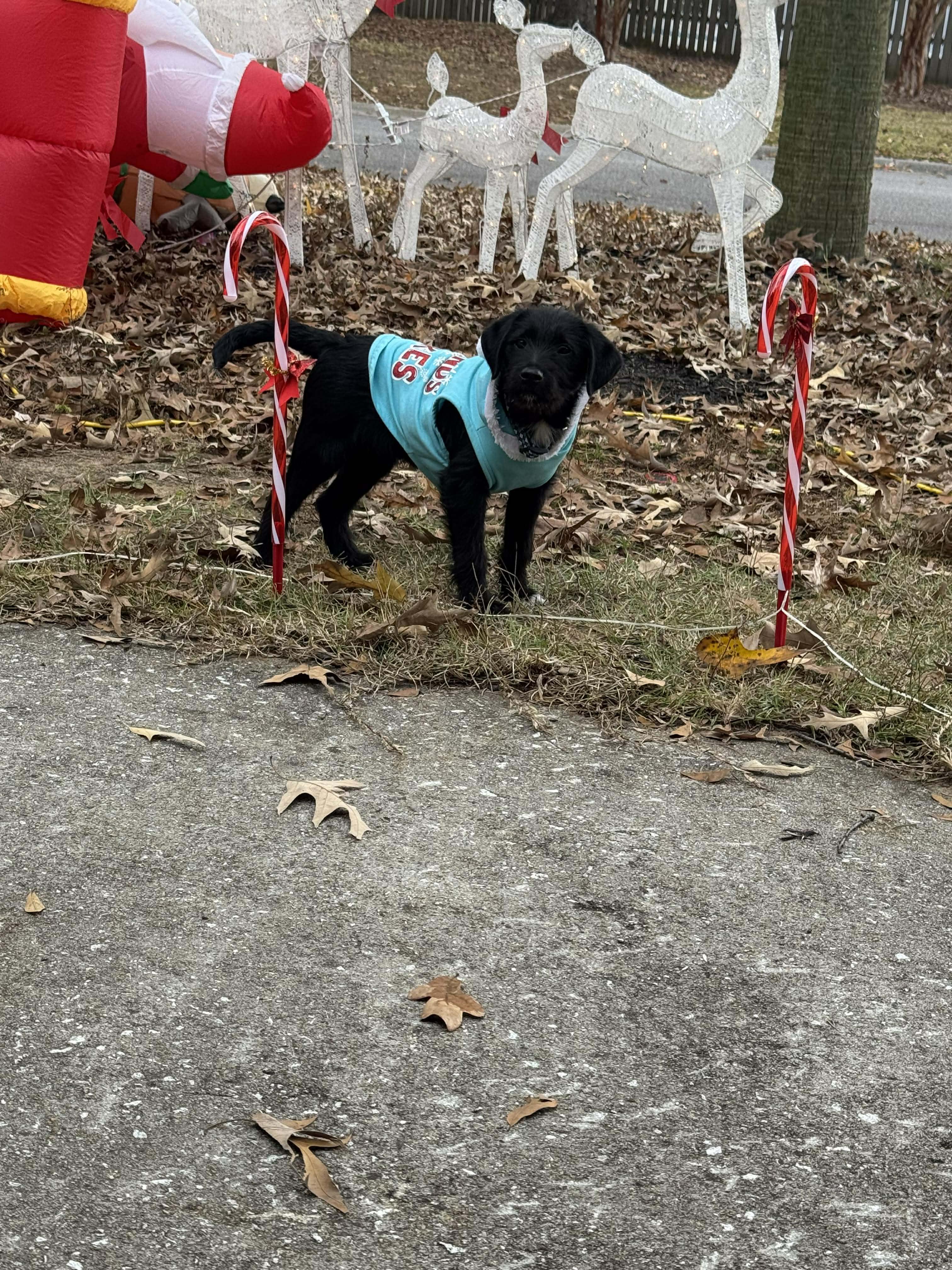 Rudy, a ADOPTABLE Wirehaired Terrier in Wando, SC image 3/3