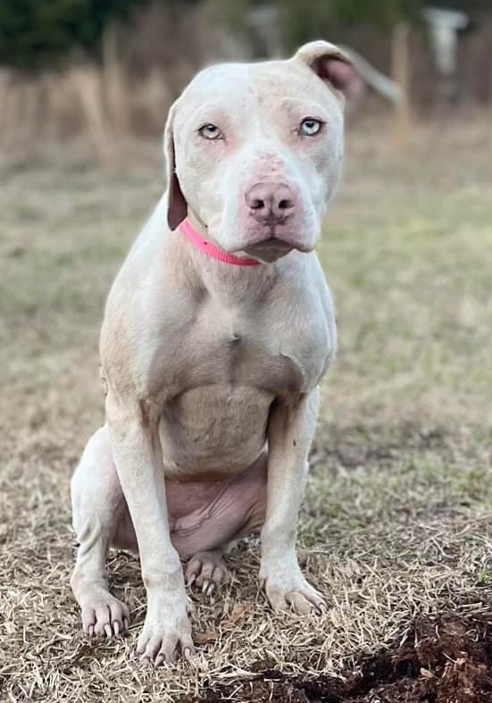 Lilybeth, Adoptable, Adult Female Pit Bull Terrier & Catahoula Leopard Dog.