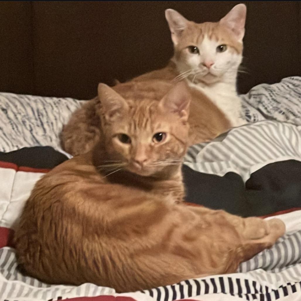 Niko, Adoptable, Senior Male Domestic Short Hair.