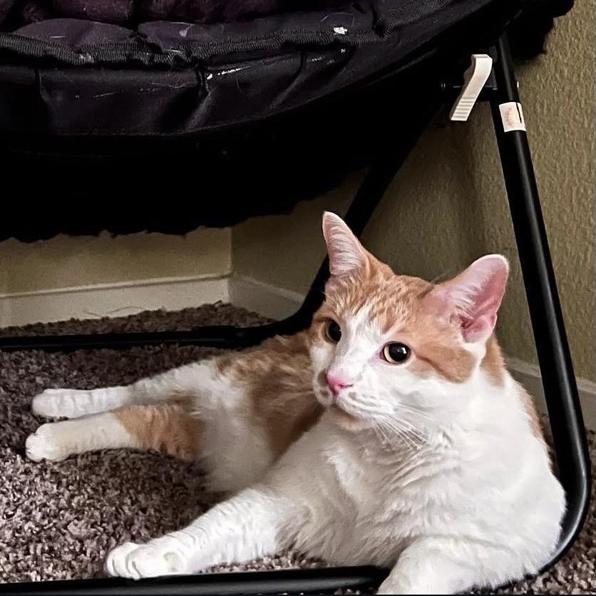 Enlarge Niko, a Adoptable Domestic Short Hair in Las Vegas, NV image 2/2