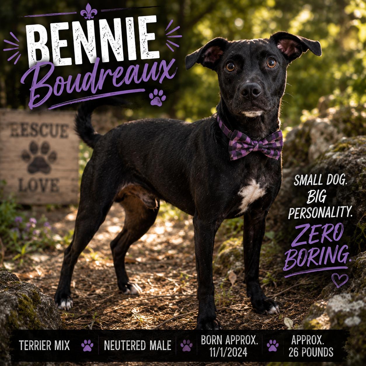 Enlarge Beignet "Bennie" Boudreaux, a Adopted mixed breed in Frisco, TX image 2/5