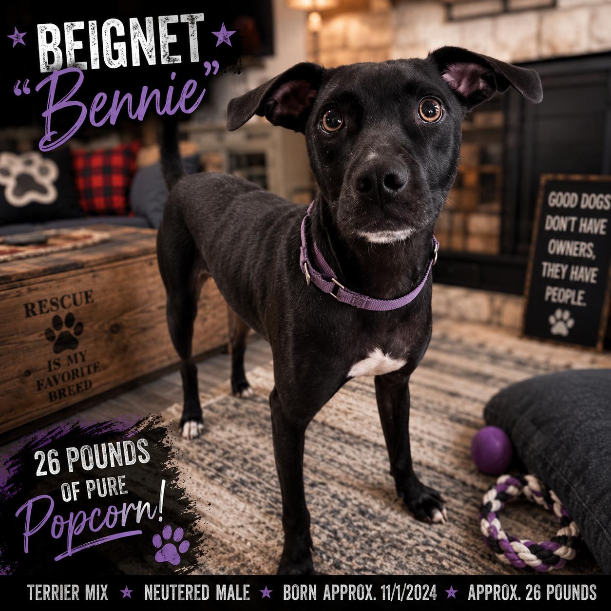 Beignet "Bennie" Boudreaux, Adopted, Young Male Terrier.