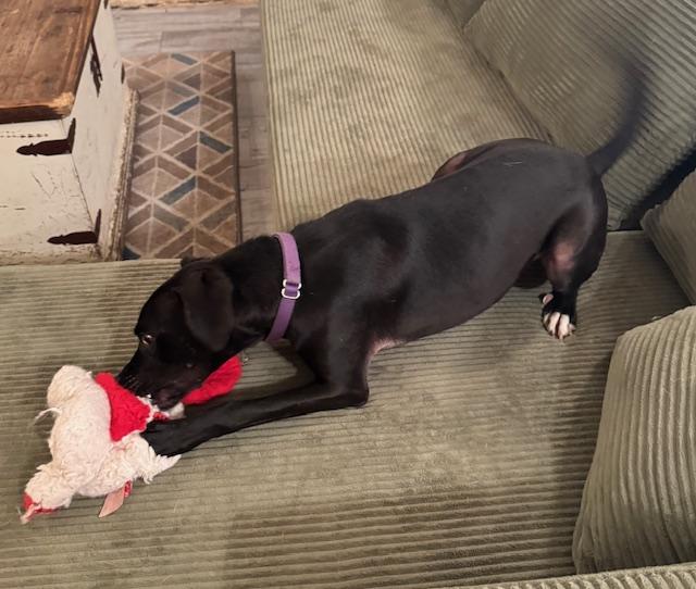 Enlarge Beignet "Bennie" Boudreaux, a Adopted mixed breed in Frisco, TX image 4/5
