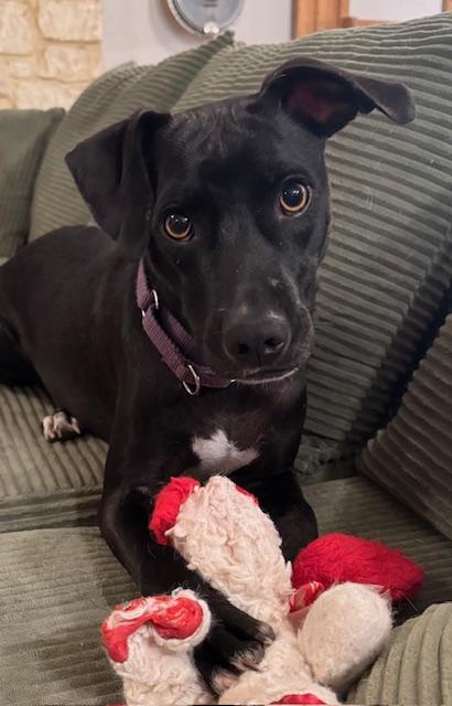 Enlarge Beignet "Bennie" Boudreaux, a Adopted mixed breed in Frisco, TX image 3/5