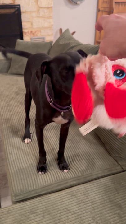Enlarge Beignet "Bennie" Boudreaux, a Adopted mixed breed in Frisco, TX video 5/5