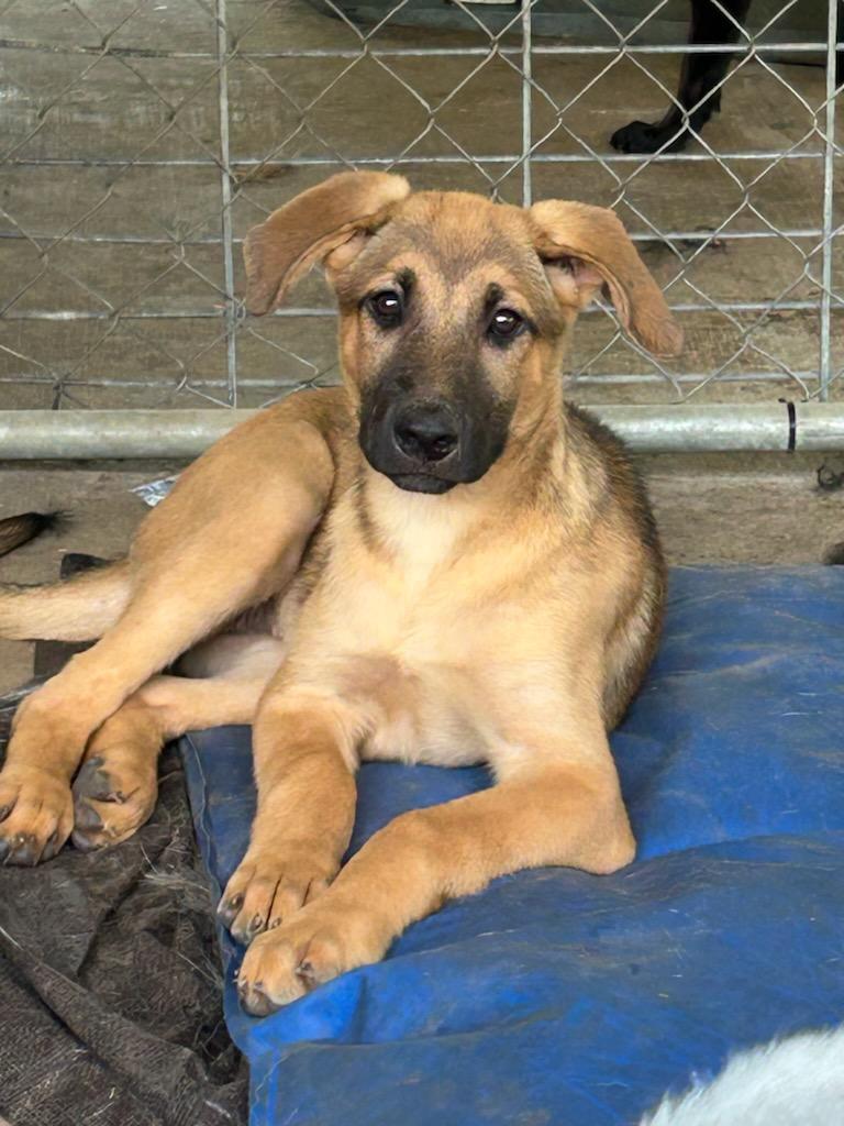 Rose, a Adoptable mixed breed in Bedminster , NJ image 3/4
