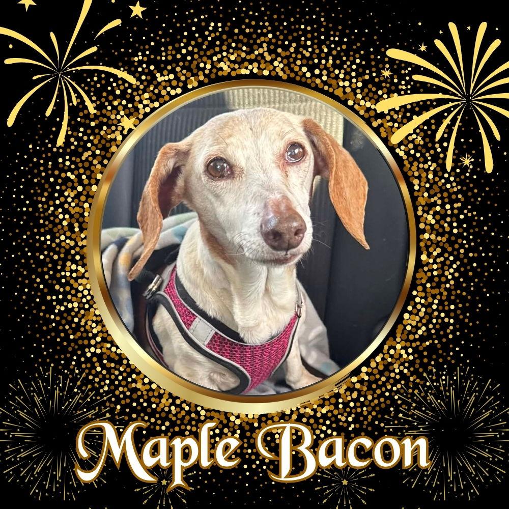 Maple Bacon, Adopted, Senior Female Dachshund.