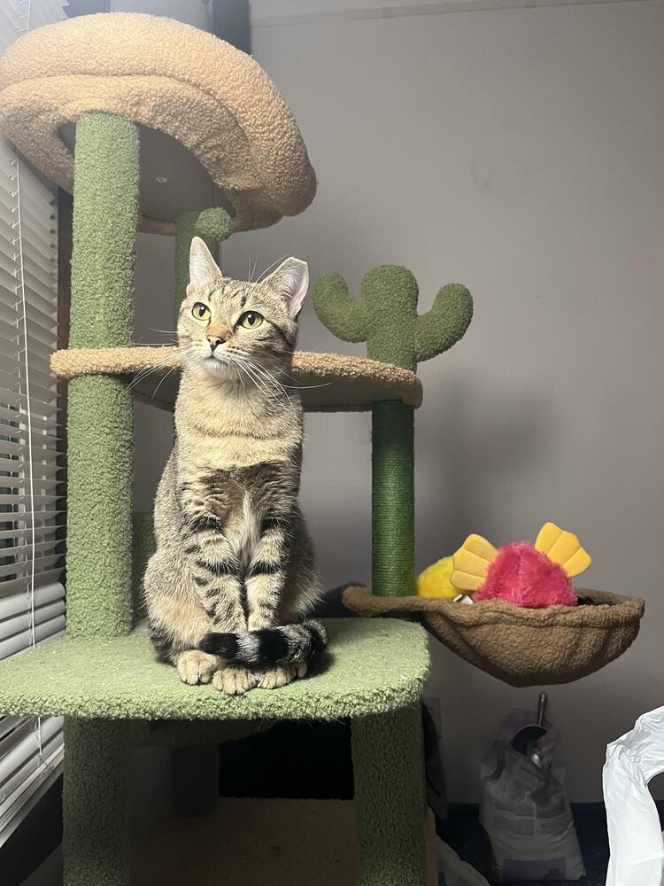 Enlarge Poodle, a Adoptable Domestic Short Hair in Urbana, IL image 1/4