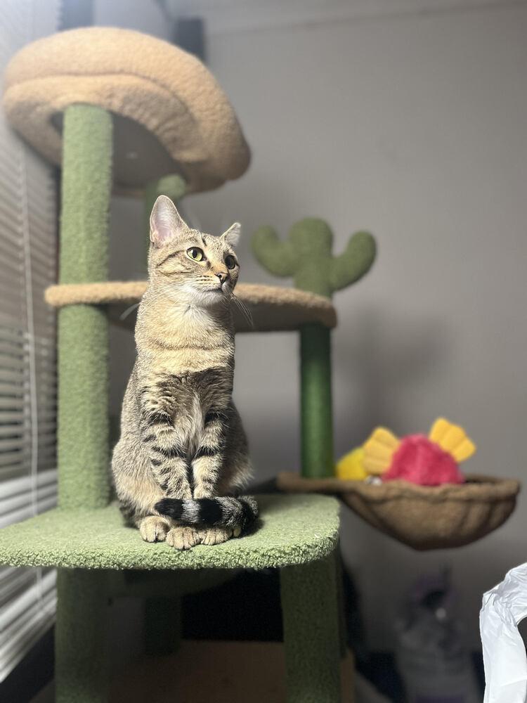 Enlarge Poodle, a Adoptable Domestic Short Hair in Urbana, IL image 2/4